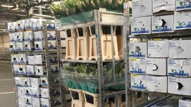 Bloemen voor de paus beschermd door laserstralen