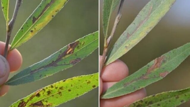 Nieuw mini-vlindertje in Nederland: wilgenmineermot