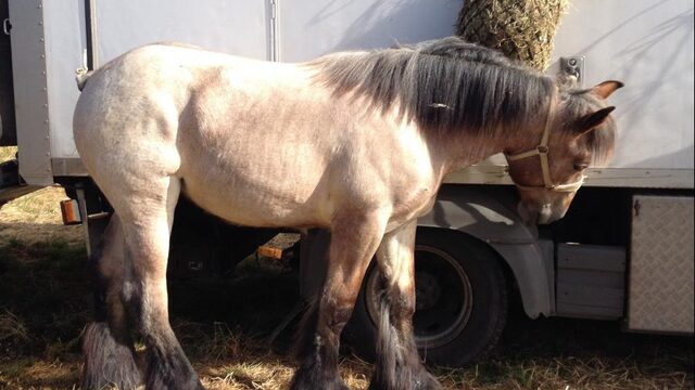 Voorzitter trekpaardvereniging aan de kant gezet