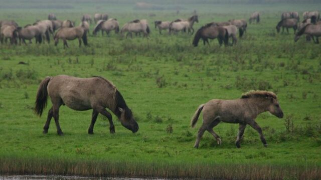 Oostvaardersplassen: van minder grote grazers naar meer vogels