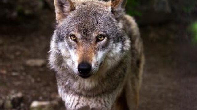 'We moeten ons goed voorbereiden op de komst van de wolf'