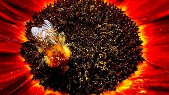 Code rood voor de Nederlandse insecten