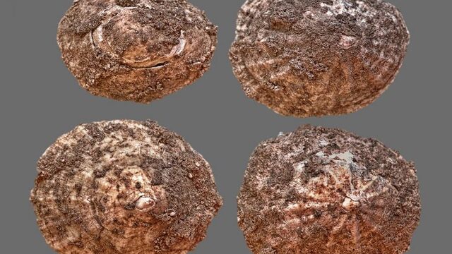 Maakte zeebanket de Neanderthalers slimmer?