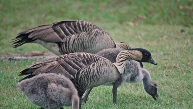 Beleid helpt niet: ganzen peuzelen boeren arm