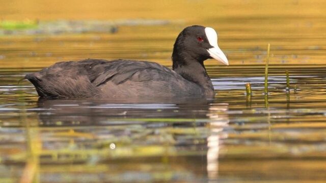 Doe mee met onderzoek naar plastic in meerkoetnesten