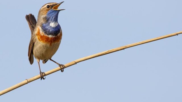 Vroege Vogels presenteert: het nationale vogelconcert