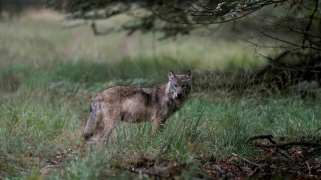 Waarom is de wolf belangrijk voor de Nederlandse natuur?