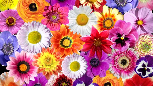 Waarom bedreigde plantensoorten maar beter groot en kleurrijk kunnen zijn