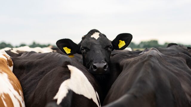 Opkoopregeling boeren: 'Te grof en te vrijblijvend'