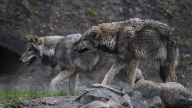 Stand.nl: Nederland is te klein voor de wolf