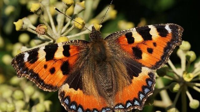 Zo herken je de vlinders in de tuin