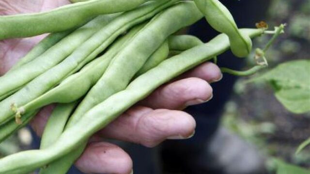 Luistertip: wat doe je met je moestuin als je op vakantie gaat?