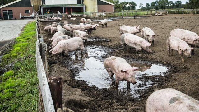 Boeren zijn jojo-beleid zat: 'Het stikstofbeleid was de druppel'
