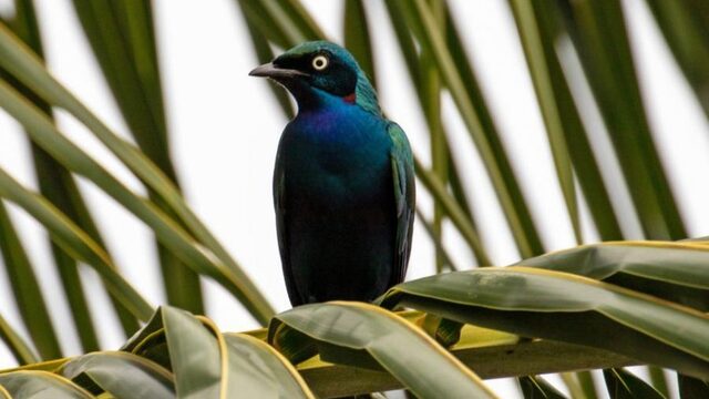 Vogels in Benin en natuur in Noorwegen: Vroege Vogels gaat de wereld over