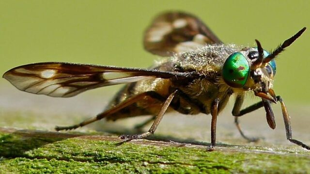 De steek van de daas: een muggenbult is er niks bij