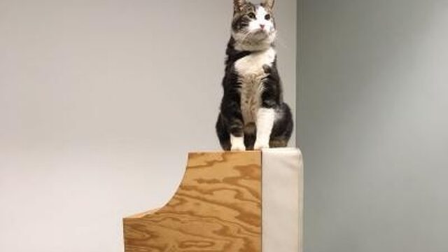 Hoe maak je van je kat een echte filmster?