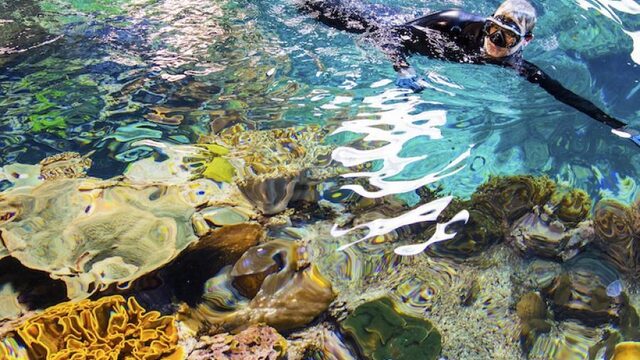 Nederlands koraal geeft hoop voor andere koraalriffen