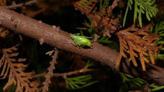 Mediterrane sprinkhaan ontdekt in Amersfoort