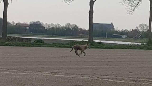 Wolf verkent voor het eerst ook Zeeland