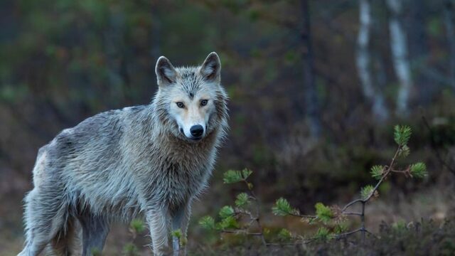 Wel of geen wolf in Nederland? 'In Brabant zijn ze onvoorbereid'