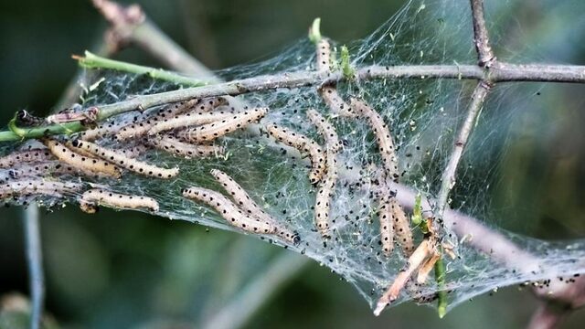 'Eikenprocessierups hou je in toom met natuurlijke vijanden'