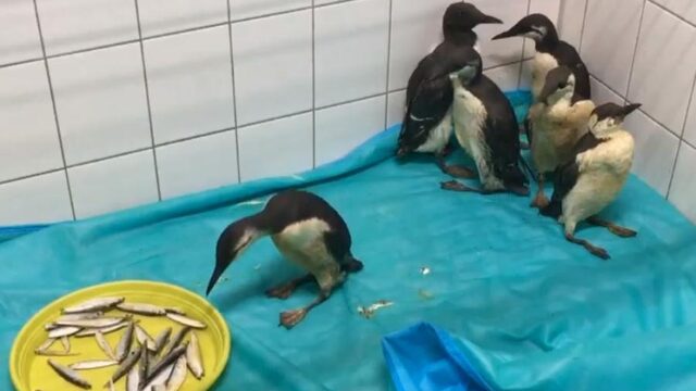 Mogelijk onderzoek naar opvallende sterfte van zeekoeten op Waddenzee