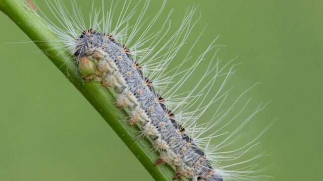 De eikenprocessierups is echt wel ergens goed voor