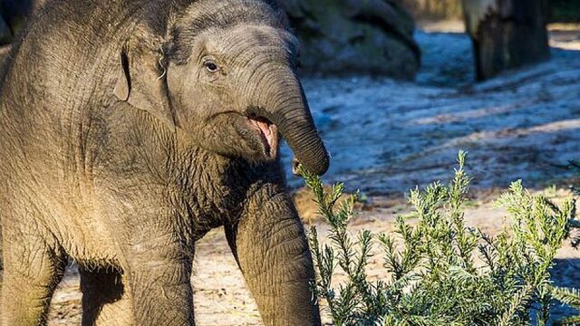 Feit of fictie: dieren uit de dierentuin kun je niet verkopen