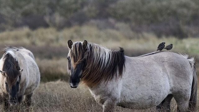 'Paardenvlees konikpaarden uit de Oostvaardersplassen is een gewild stukje vlees'