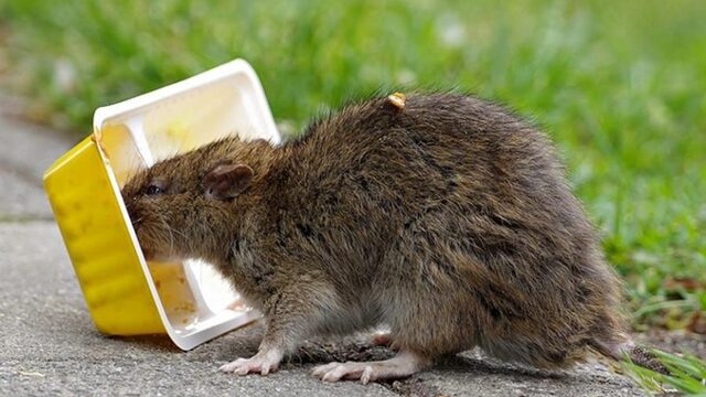 Rat op handen gedragen in China, symbolisch dan