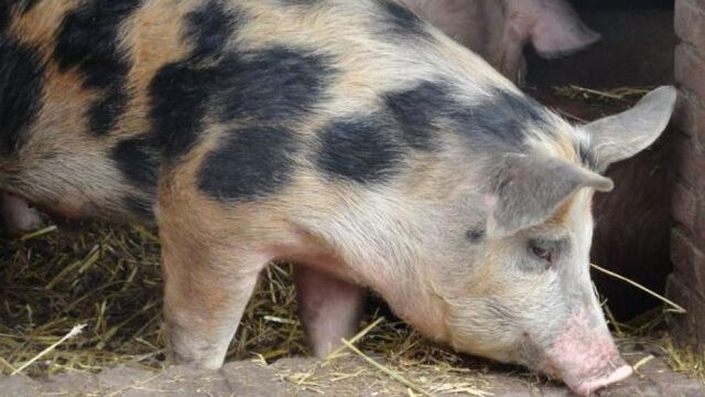 Dieren tijdens transport blootgesteld aan mishandeling en extreme hitte