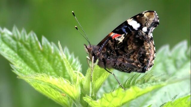 Brandnetel geen 'tuinmansverdriet' maar belangrijk in tuin