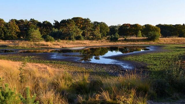 Natuur zucht onder enorme droogte: hoe lossen we droogtecrisis op?
