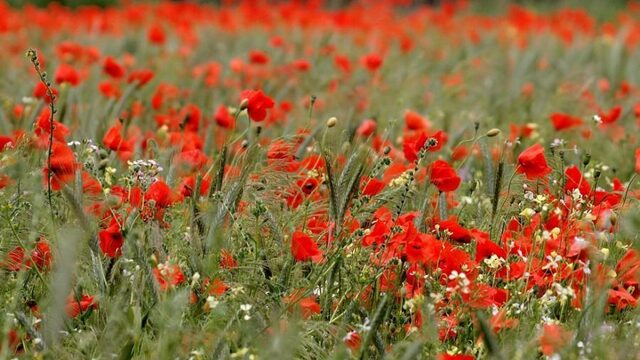 Boer kan nog meer rekening houden met de natuur
