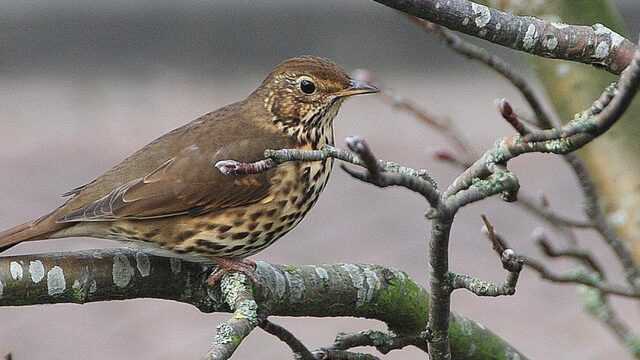 Laat je verrassen door deze winterse vogelgeluiden