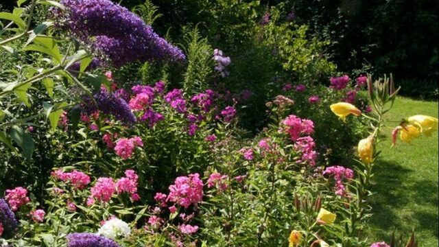 Met deze planten maak je van je tuin een paradijs voor insecten