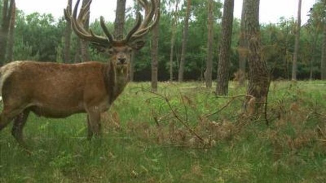Wilde dieren spotten op de Hoge Veluwe kan nu ook vanuit de luie stoel