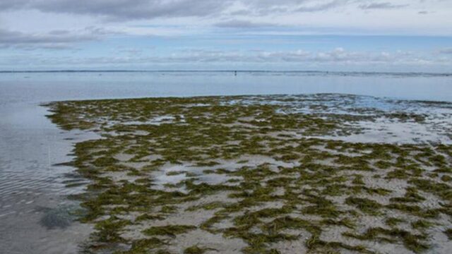 Doorbraak in Waddenzee: verdwenen zeegras verspreidt zich weer