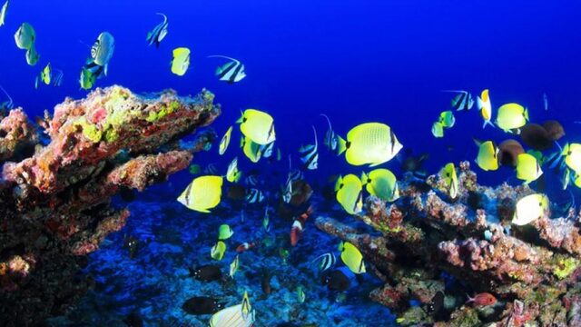Is Caribisch koraal stressbestendiger dan Australisch koraal?