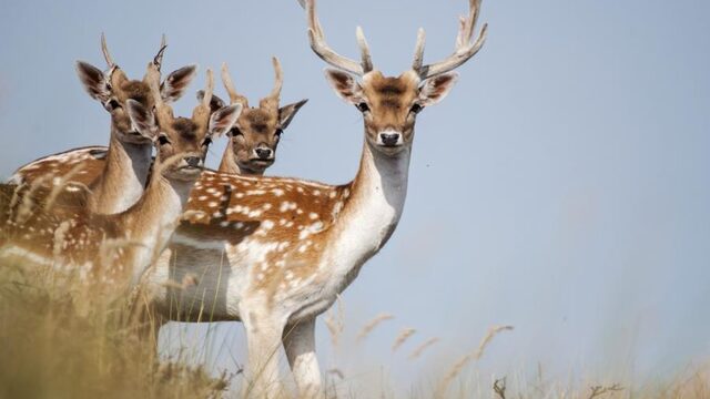 Is plastic ook gevaarlijk voor Nederlandse herten?