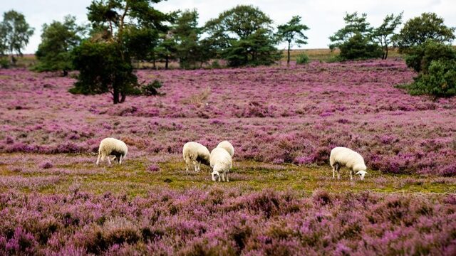 Dagje naar de Veluwe? App toont waar het druk is