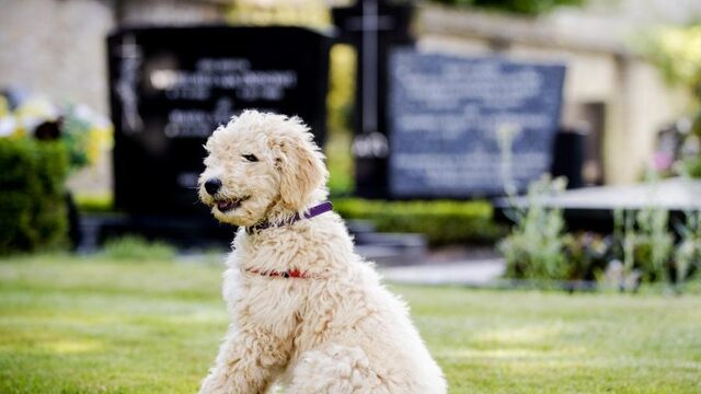 Hoe kom je van je dode huisdier af?