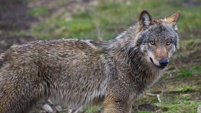 25.000 euro voor gouden tip over doodgeschoten wolf
