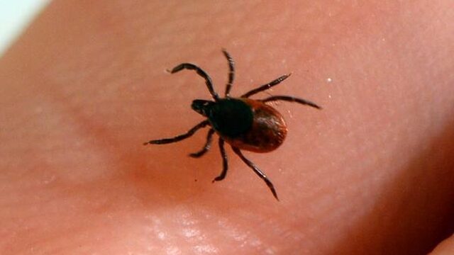 Hoe Lyme zich verstopt in je lichaam