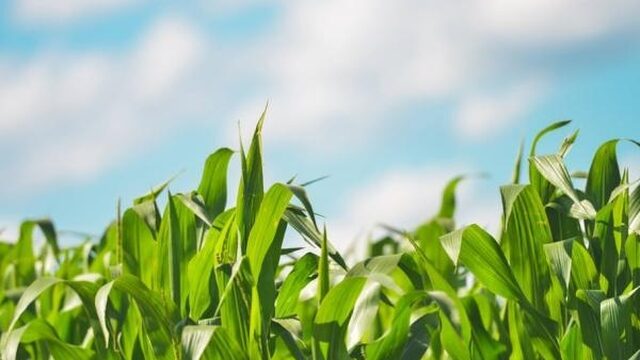 Productie van gewassen omhoog door sleutelen aan fotosynthese
