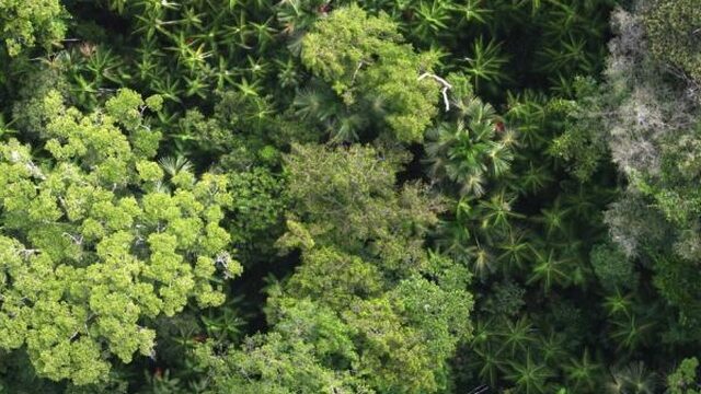 Mens beïnvloedt Amazonegebied al duizenden jaren