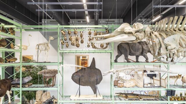 Tussen de dino's en vlinders: Vroege Vogels vanuit Naturalis