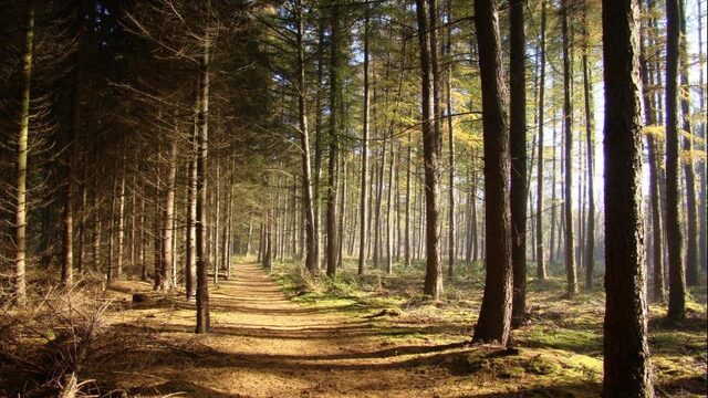 Maak van jouw zondagse boswandeling een speurtocht met een luchtje