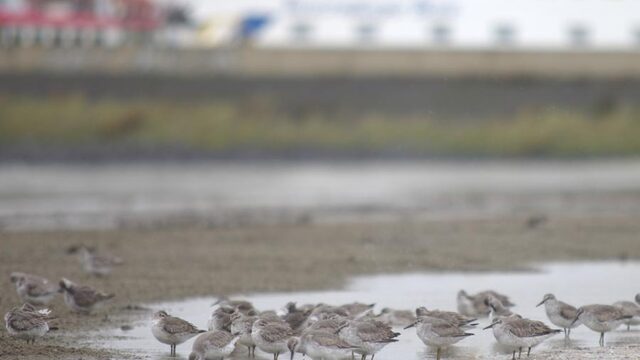 Zoutwinning onder Waddenzee is in strijd met vergunning
