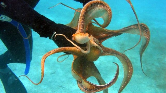 Voor de octopus geldt: aanraken is proeven